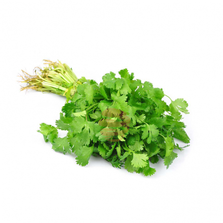 Cilantro