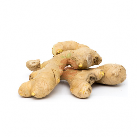 Jengibre