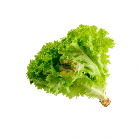 Lechuga crespa