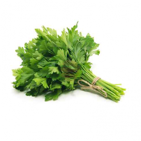 Perejil liso