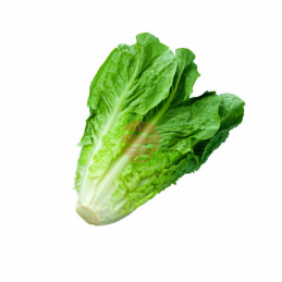Lechuga romana