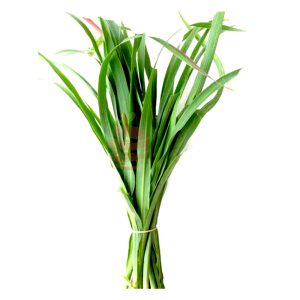 Hierba luisa