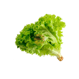 Lechuga crespa