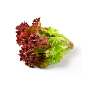 Lechuga morada
