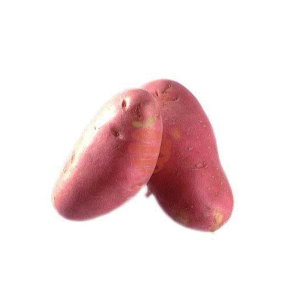 Papa chola jumbo